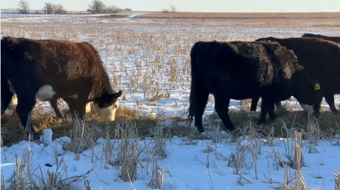 HP121A5 50 F1 Baldy Heifer Pairs – ai’d to GAR Ranch Home Team cows come from Van Newkirk bloodlines!